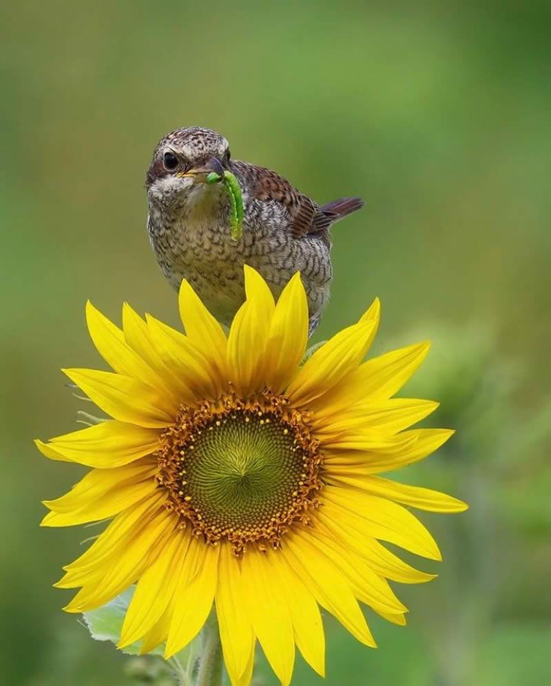 Bird Photos from Finland