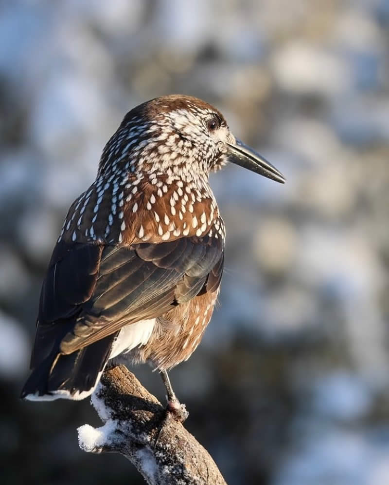 Bird Photos from Finland