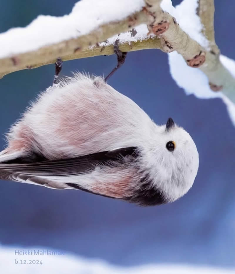 Bird Photos from Finland