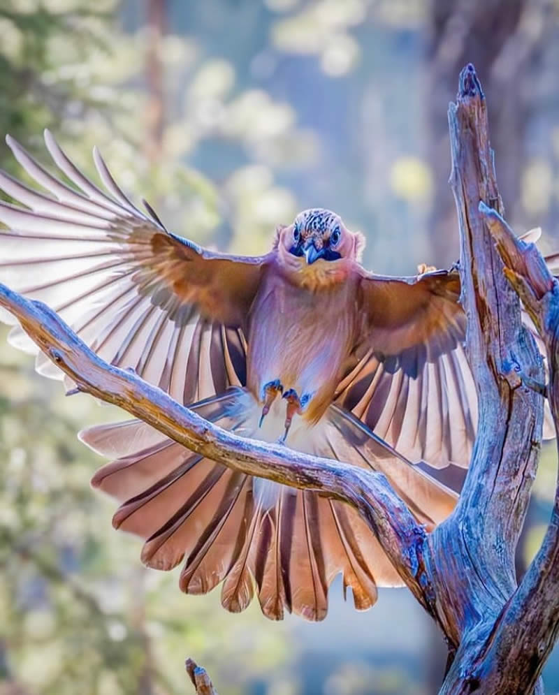 Bird Photos from Finland