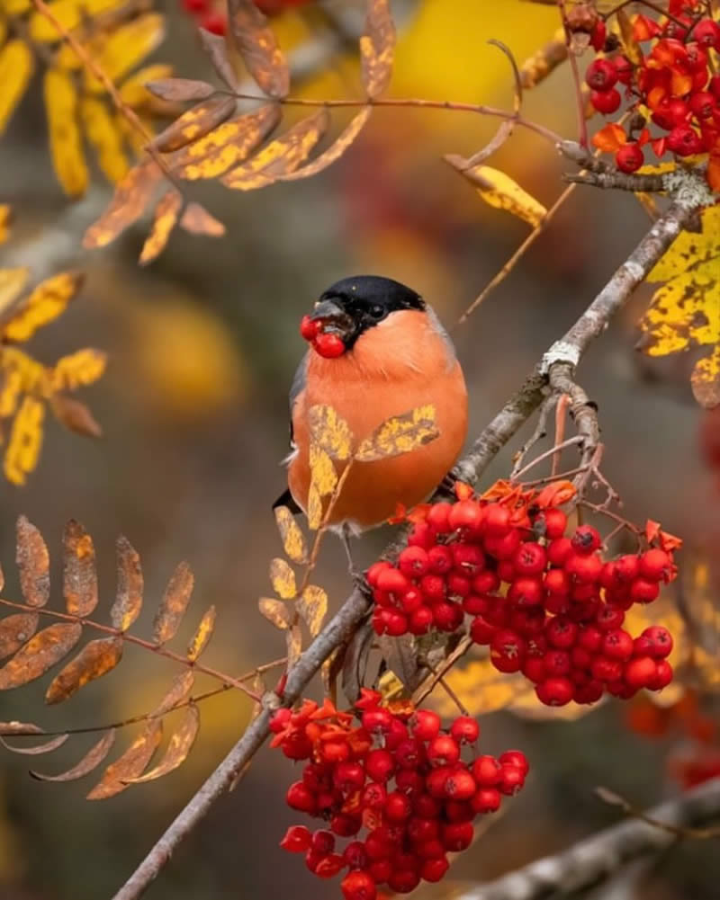 Bird Photos from Finland