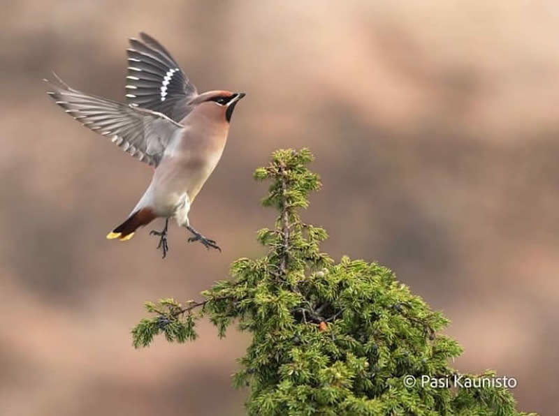 Bird Photos from Finland