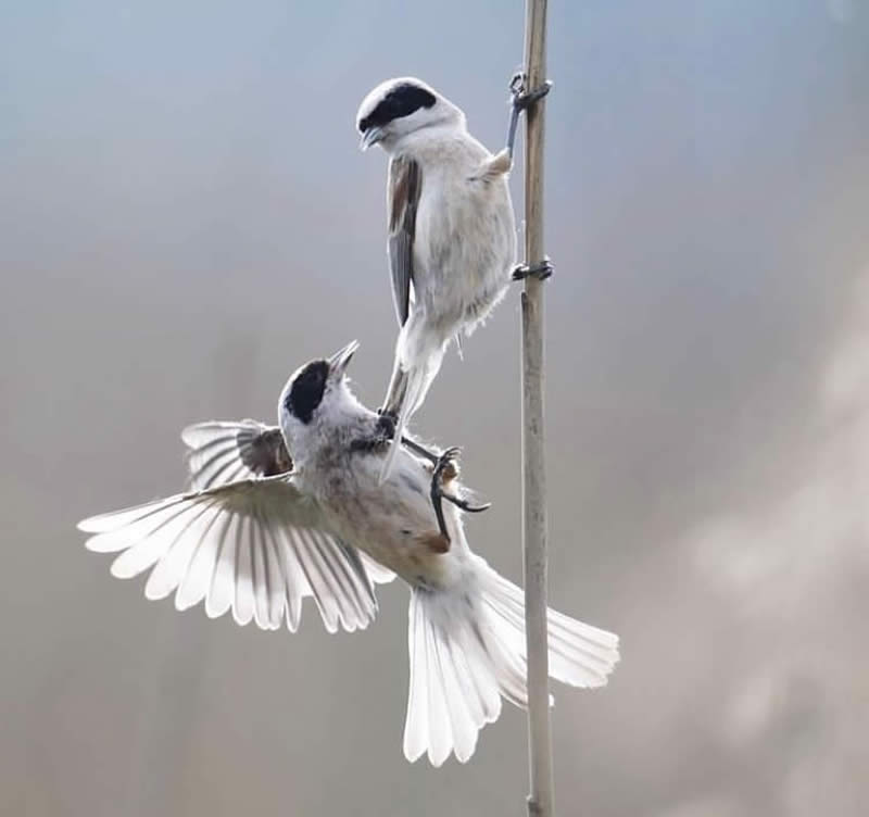 Bird Photos from Finland