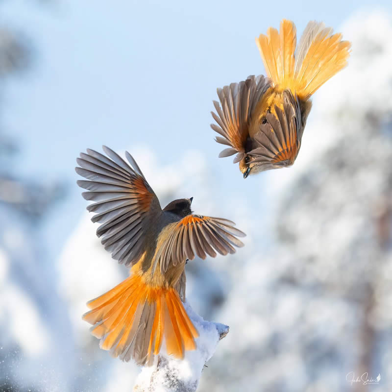 Finland Bird Photography by Juho Salo