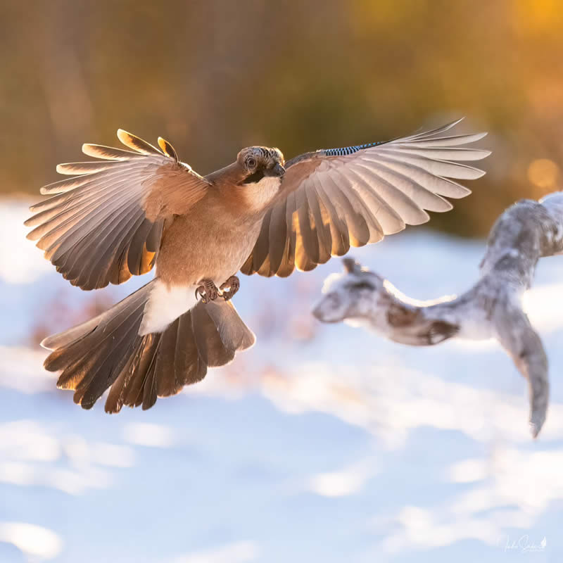 Finland Bird Photography by Juho Salo