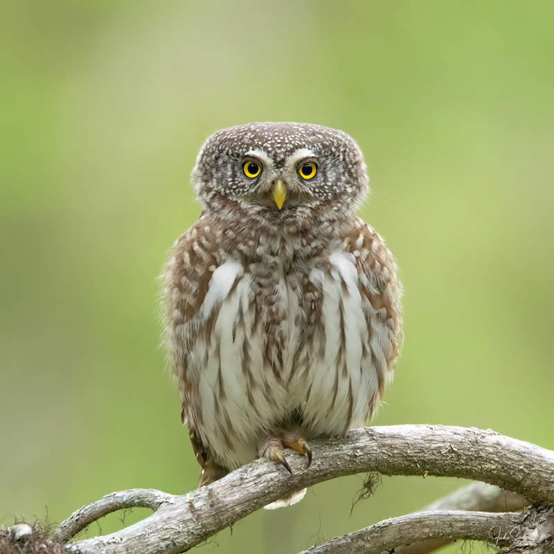 Finland Bird Photography by Juho Salo