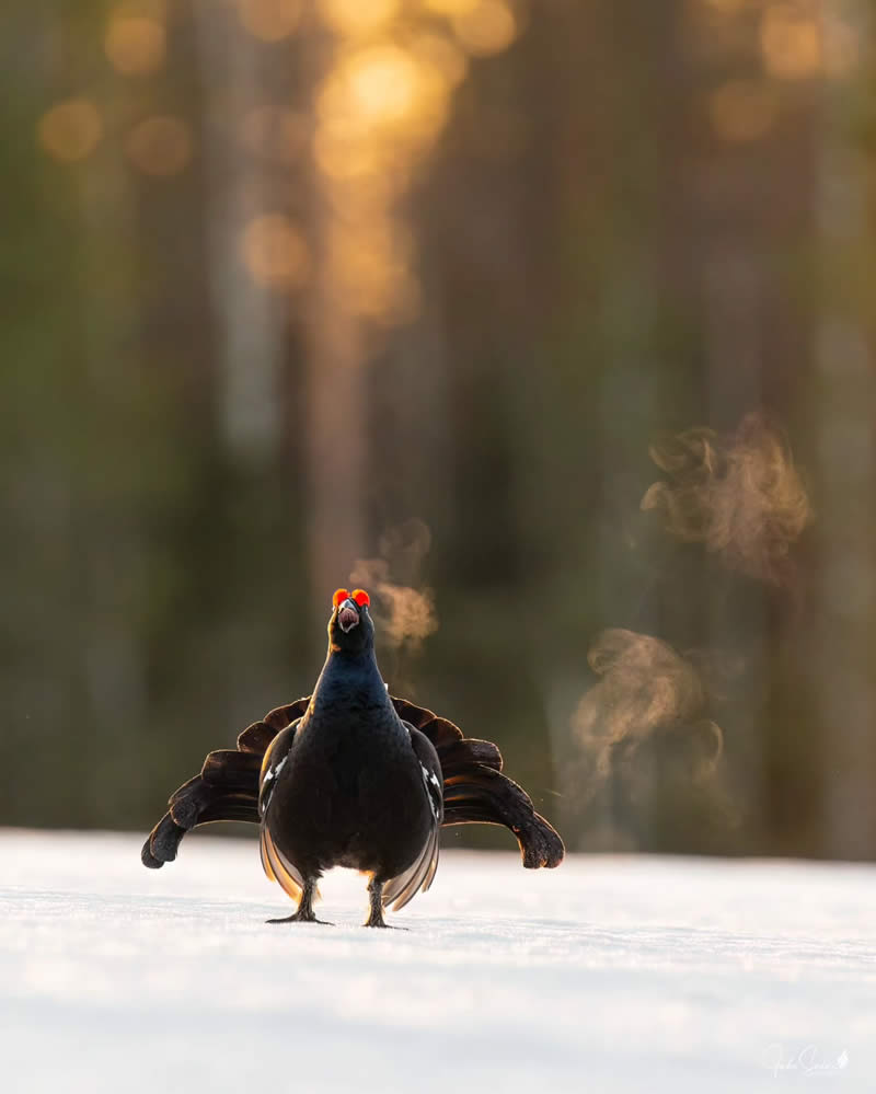 Finland Bird Photography by Juho Salo