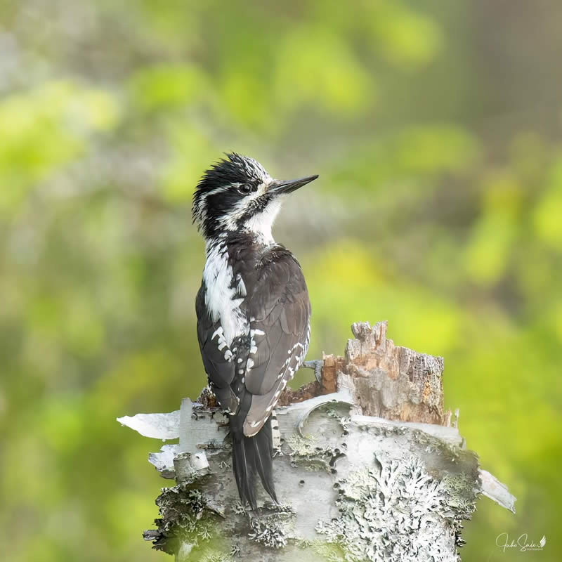 Finland Bird Photography by Juho Salo