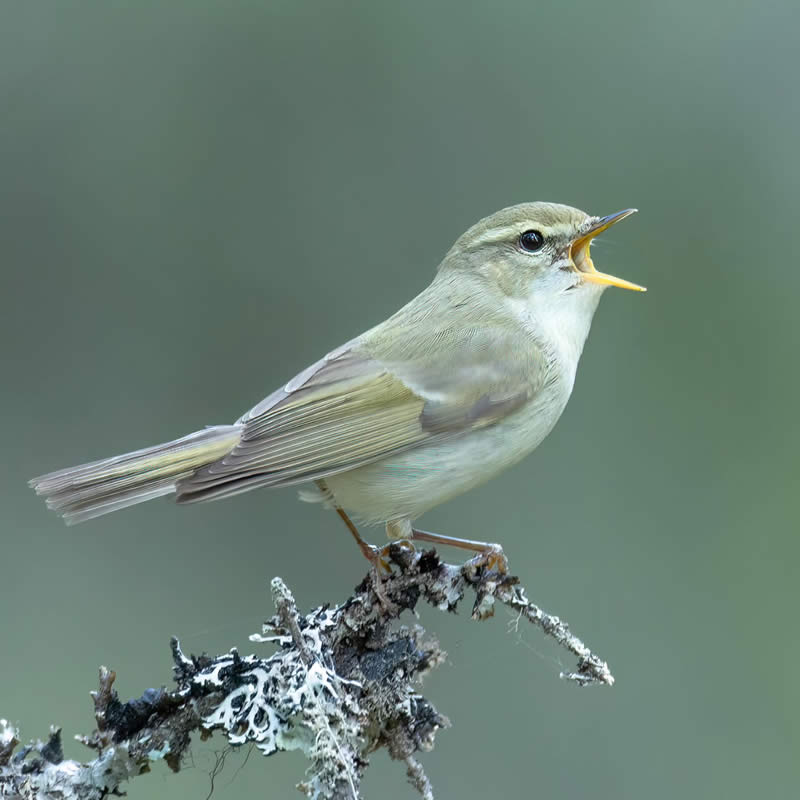 Finland Bird Photography by Juho Salo