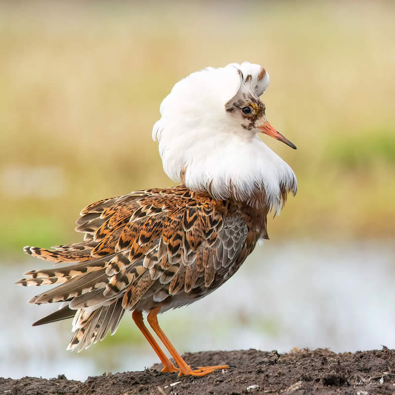 Finland Bird Photography by Juho Salo