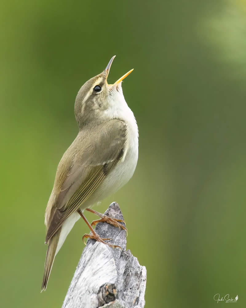 Finland Bird Photography by Juho Salo