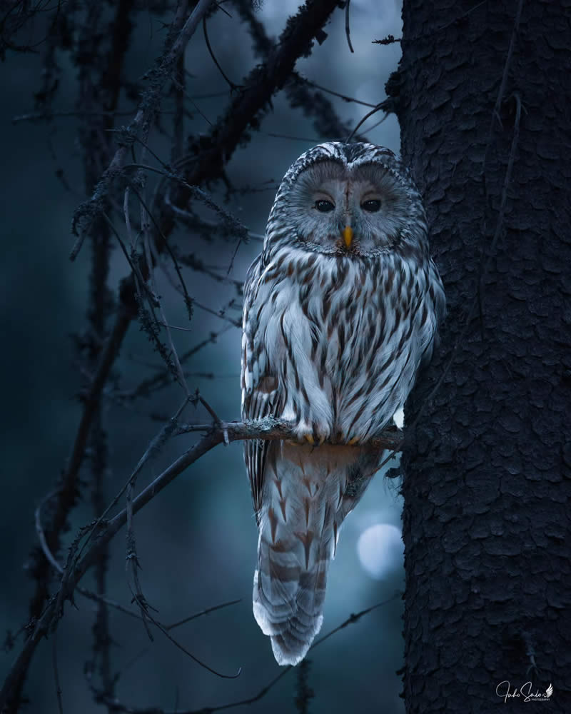 Finland Bird Photography by Juho Salo