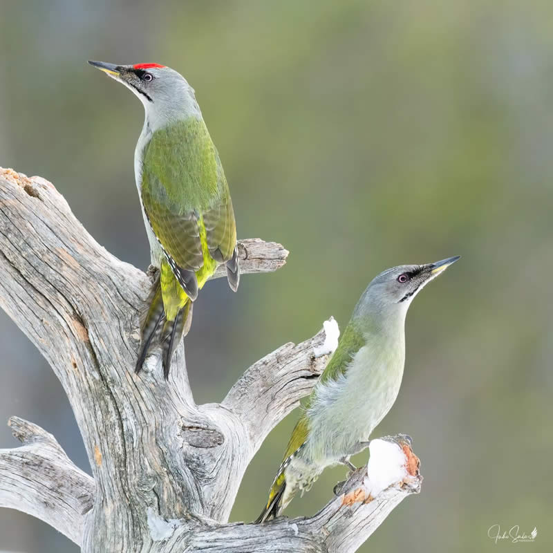 Finland Bird Photography by Juho Salo