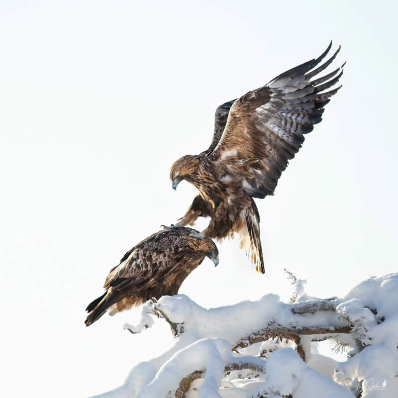 Finland Bird Photography by Juho Salo