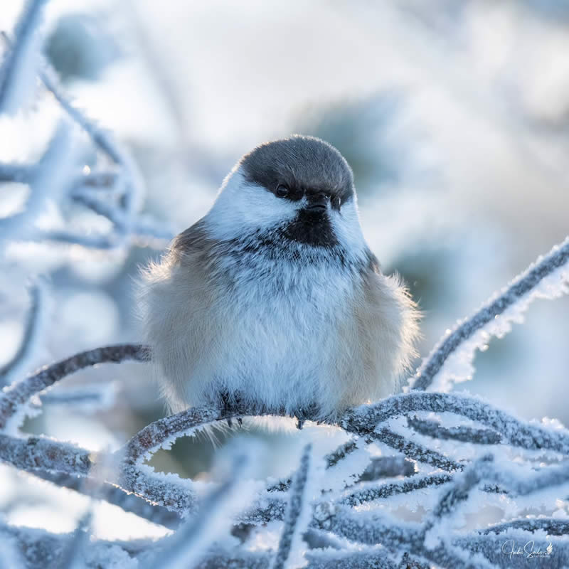 Finland Bird Photography by Juho Salo