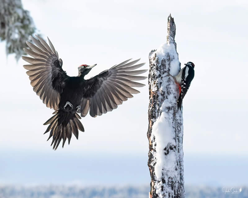 Finland Bird Photography by Juho Salo