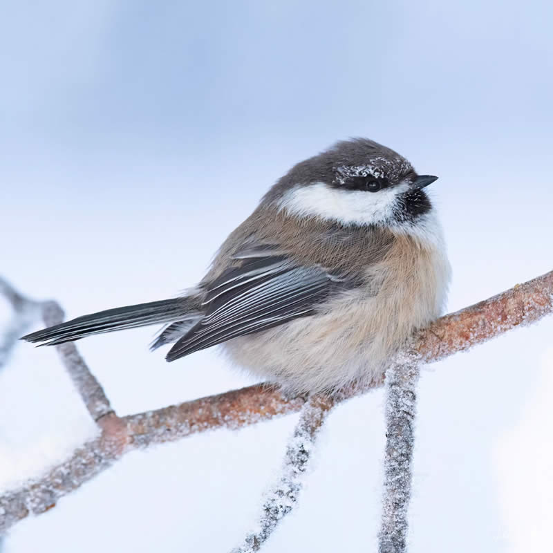 Finland Bird Photography by Juho Salo