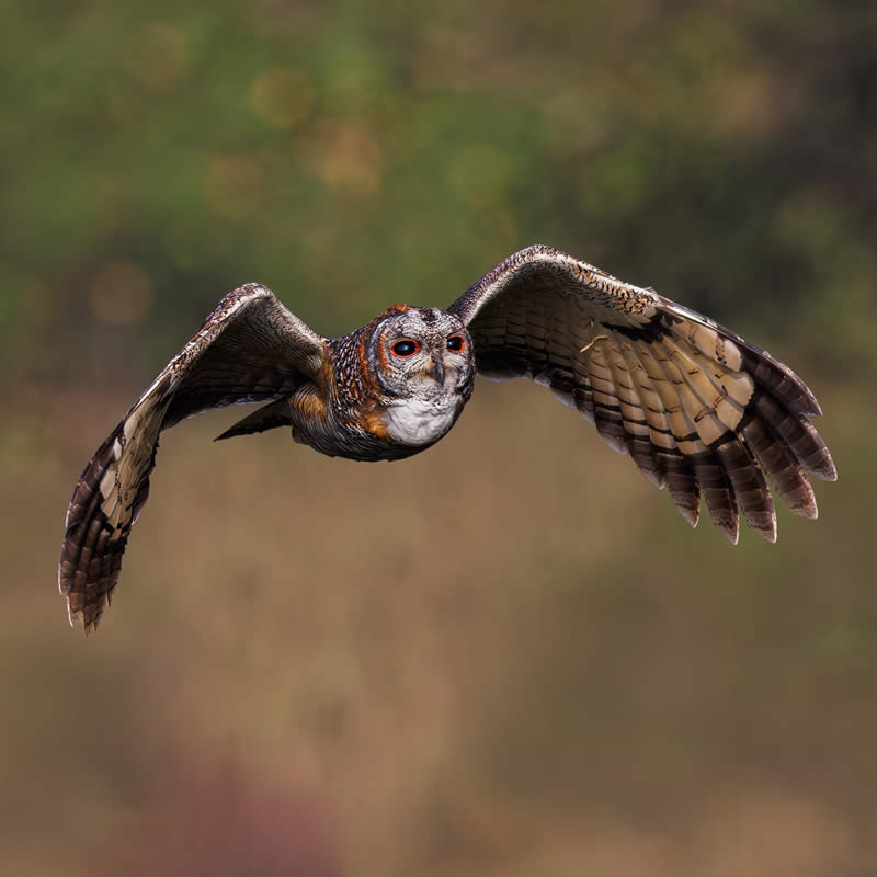 Indian Bird Photography by Hari K Patibanda