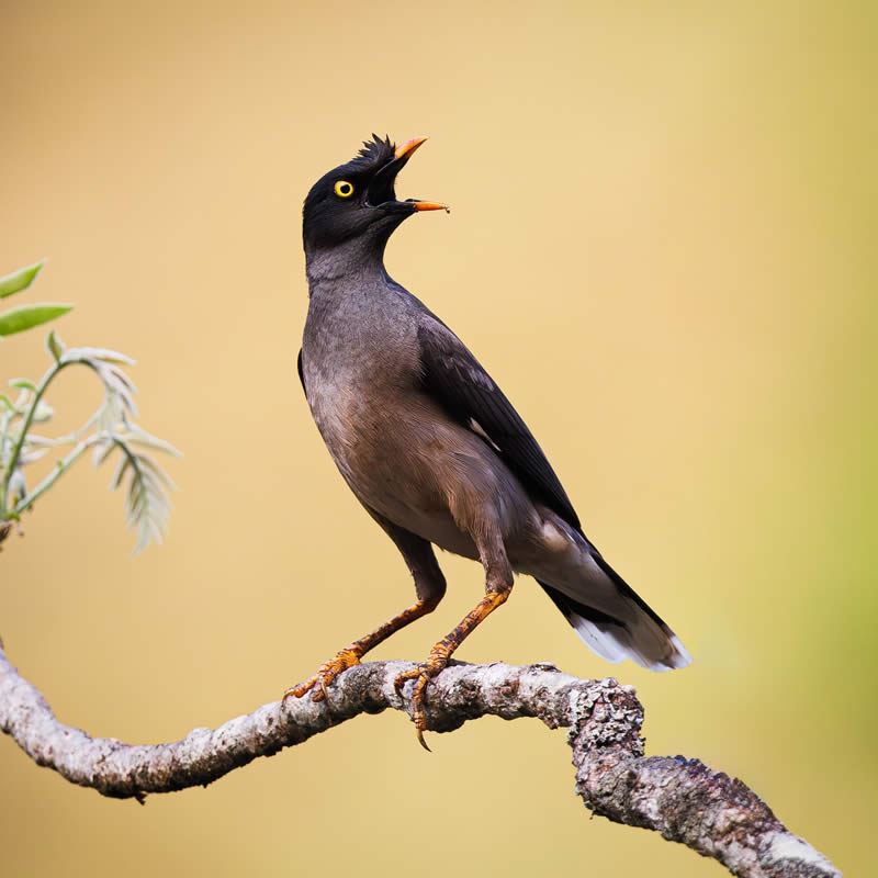 Indian Bird Photography by Hari K Patibanda