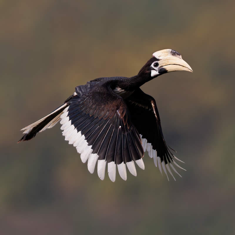 Indian Bird Photography by Hari K Patibanda