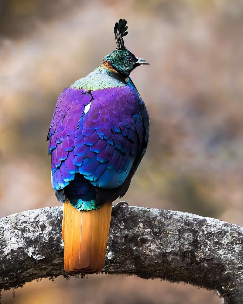 Indian Bird Photography by Hari K Patibanda