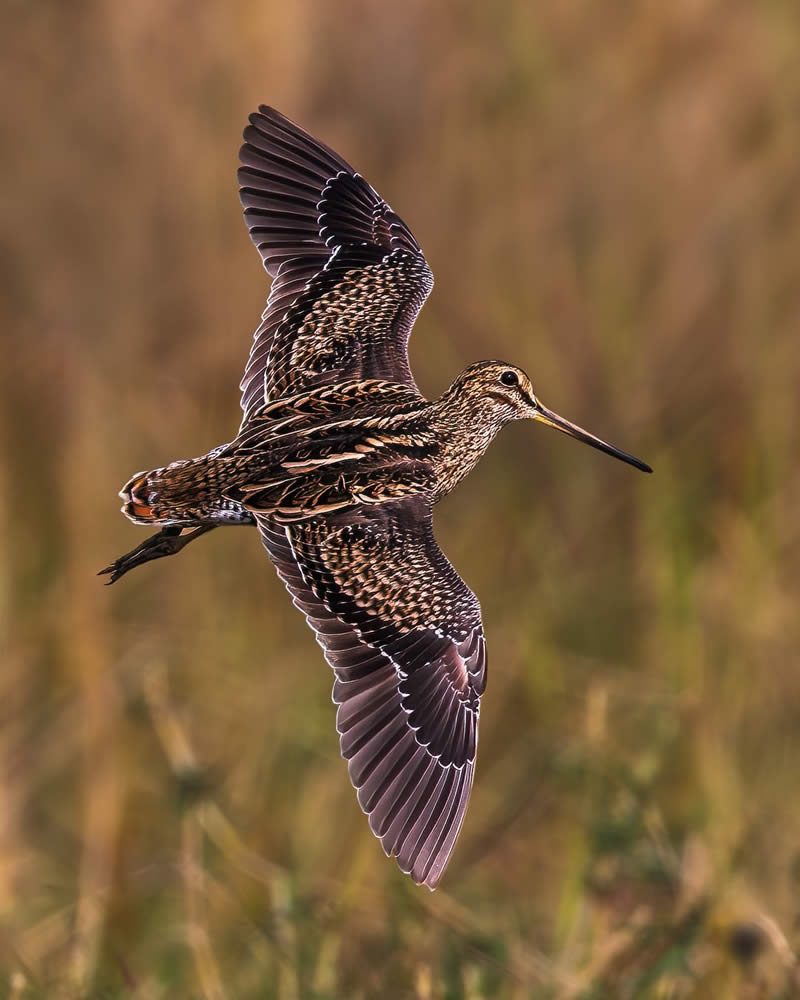 Indian Bird Photography by Hari K Patibanda