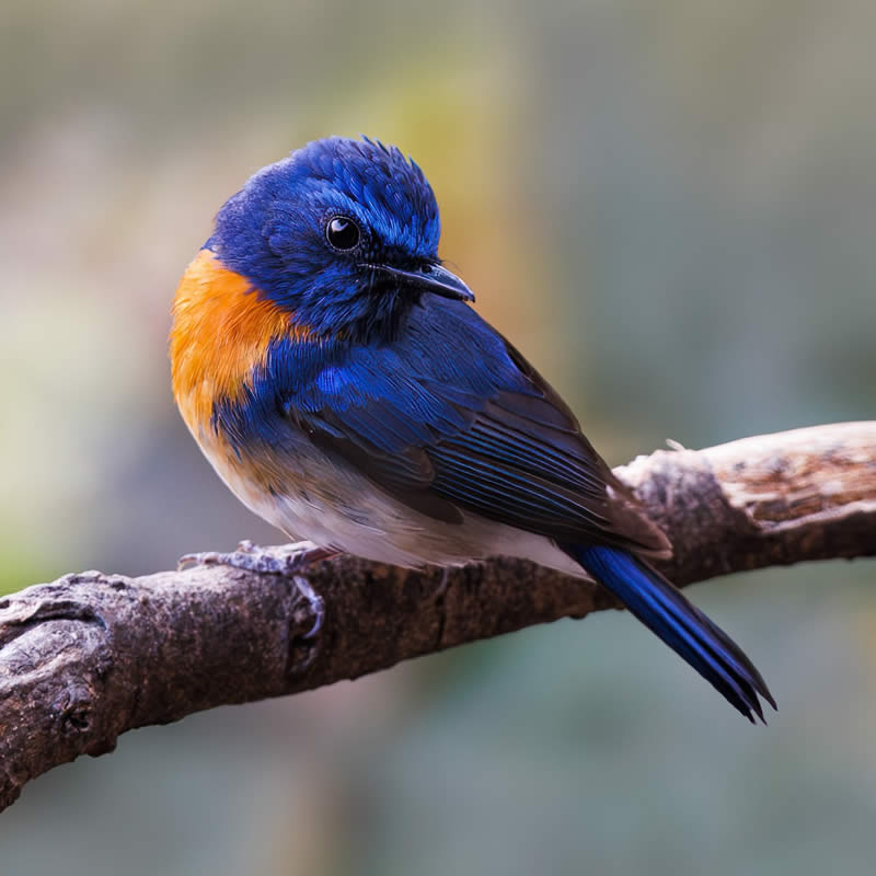 Indian Bird Photography by Hari K Patibanda