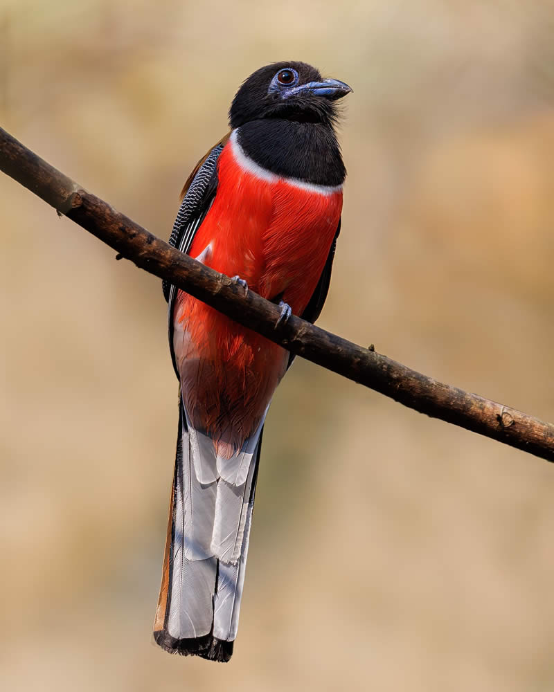 Indian Bird Photography by Hari K Patibanda