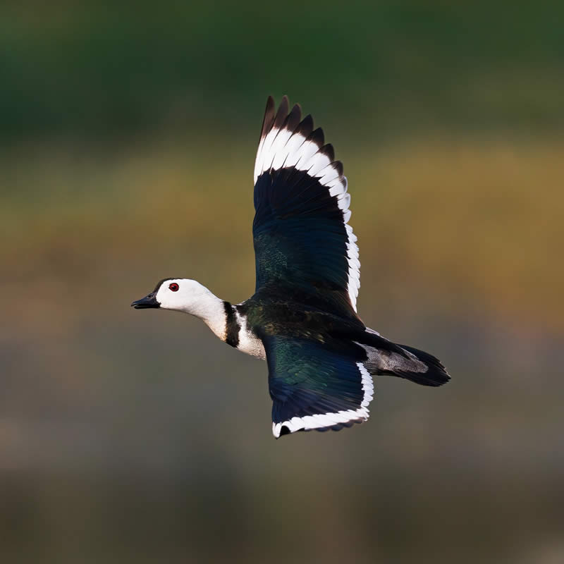 Indian Bird Photography by Hari K Patibanda