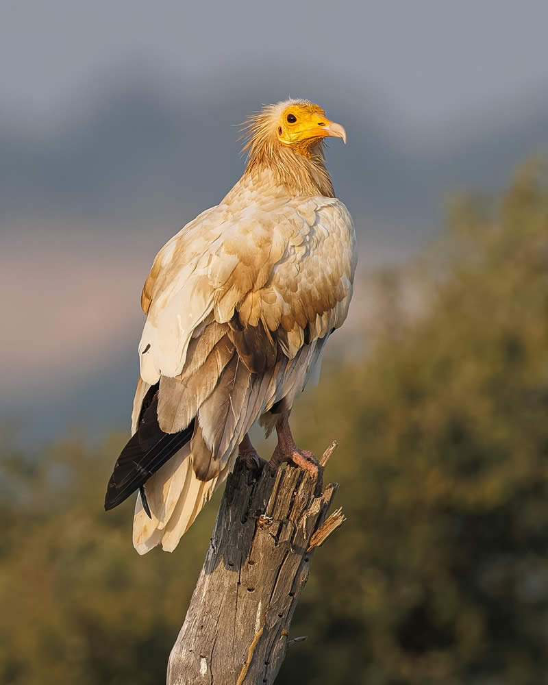 Indian Bird Photography by Hari K Patibanda