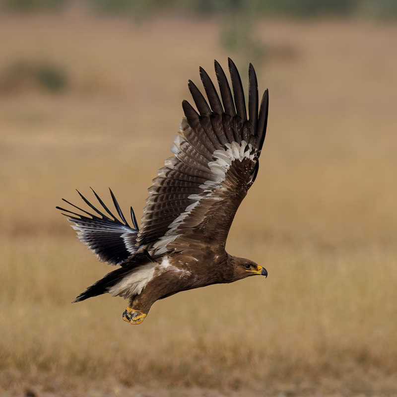 Indian Bird Photography by Hari K Patibanda