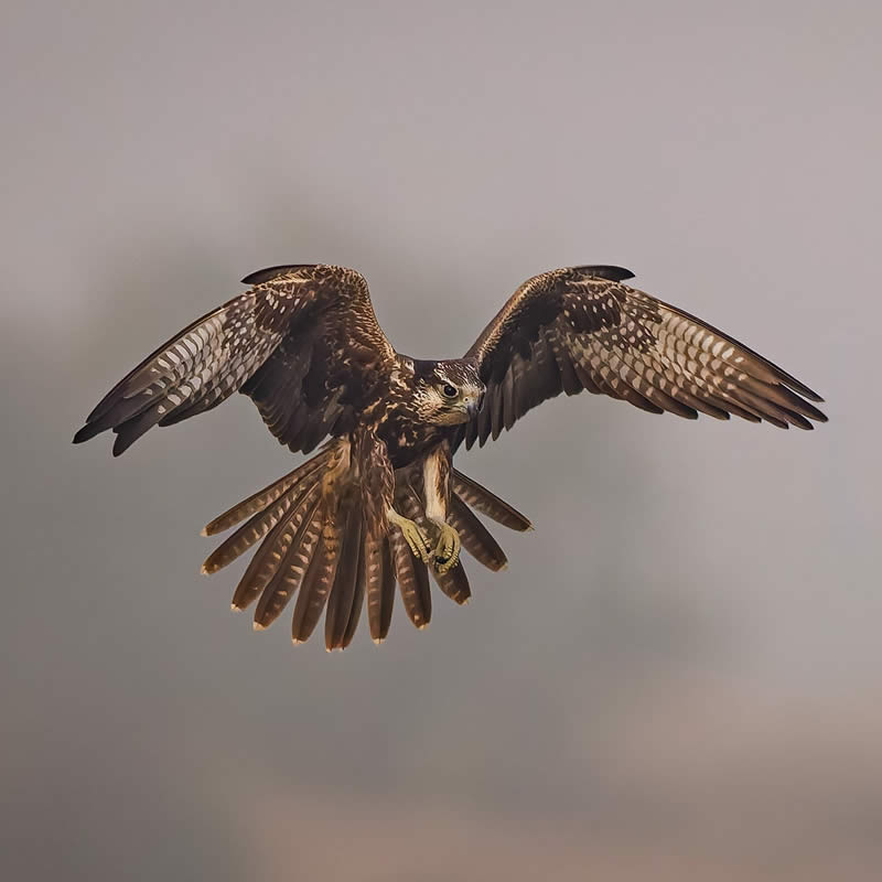 Indian Bird Photography by Hari K Patibanda