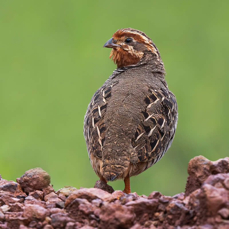 Indian Bird Photography by Hari K Patibanda