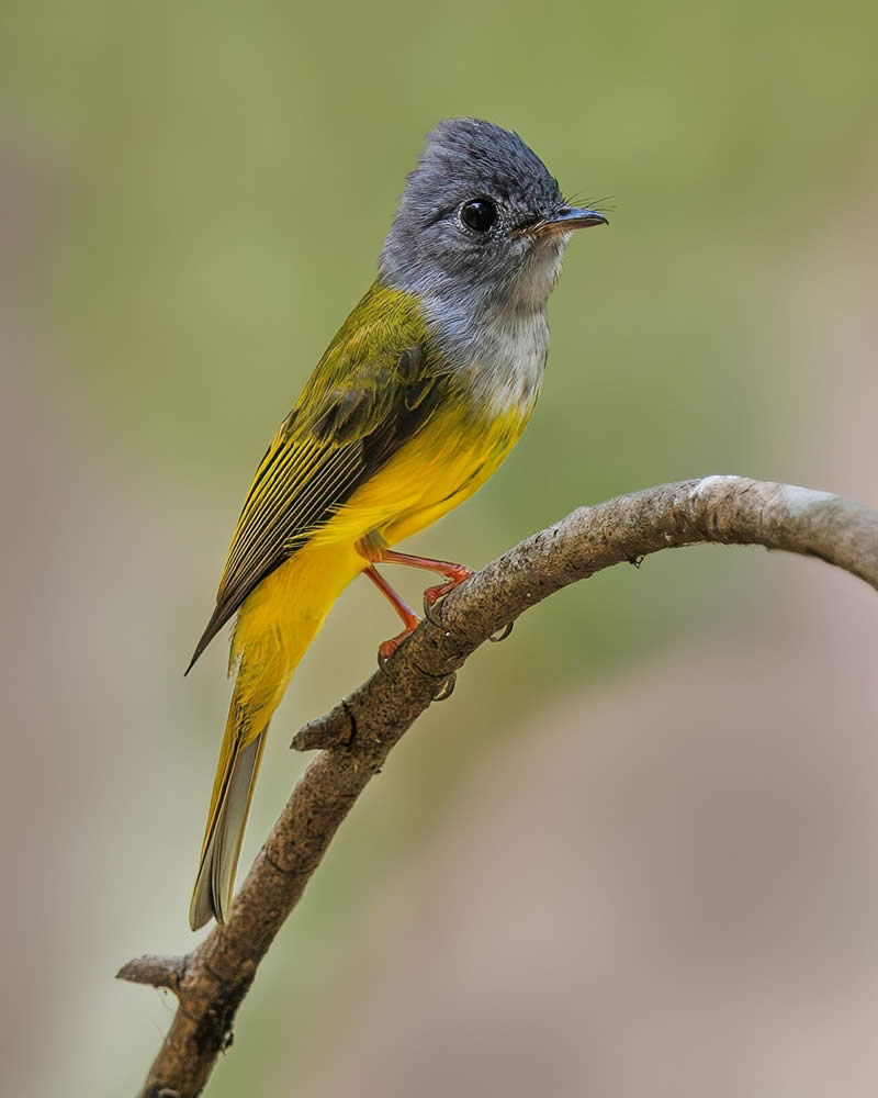 Indian Bird Photography by Hari K Patibanda