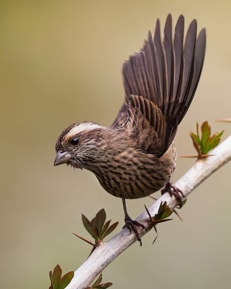 Indian Bird Photography by Hari K Patibanda