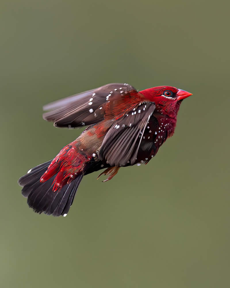 Indian Bird Photography by Hari K Patibanda