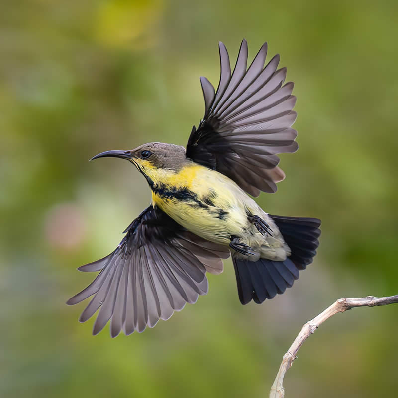 Indian Bird Photography by Hari K Patibanda