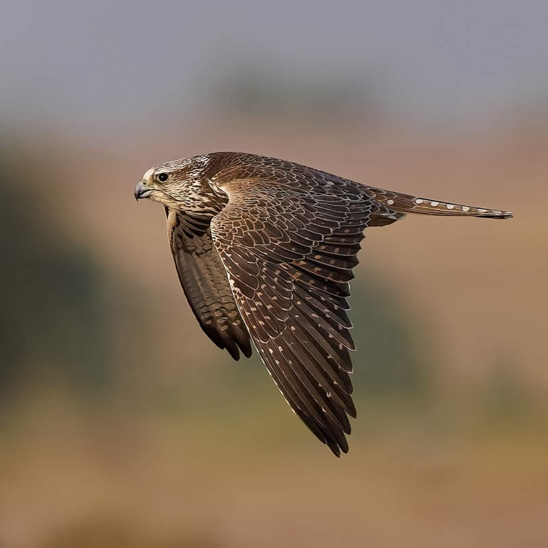 Indian Bird Photography by Hari K Patibanda