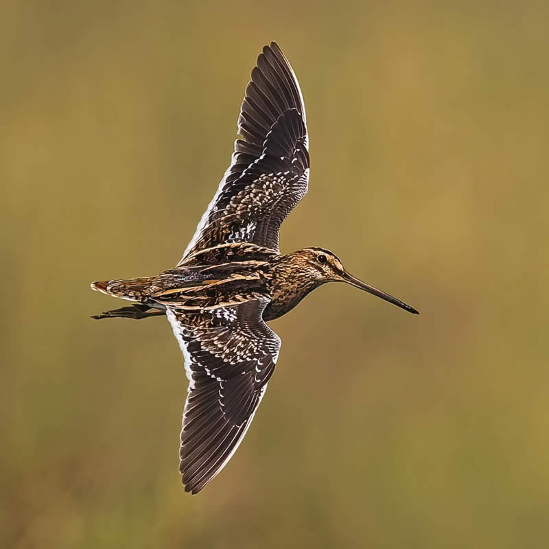 Indian Bird Photography by Hari K Patibanda