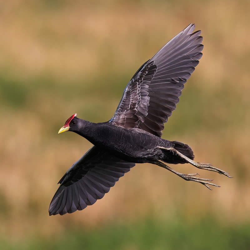 Indian Bird Photography by Hari K Patibanda