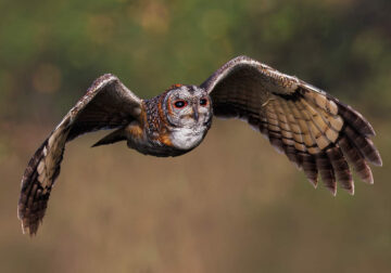 Indian Bird Photography by Hari K Patibanda