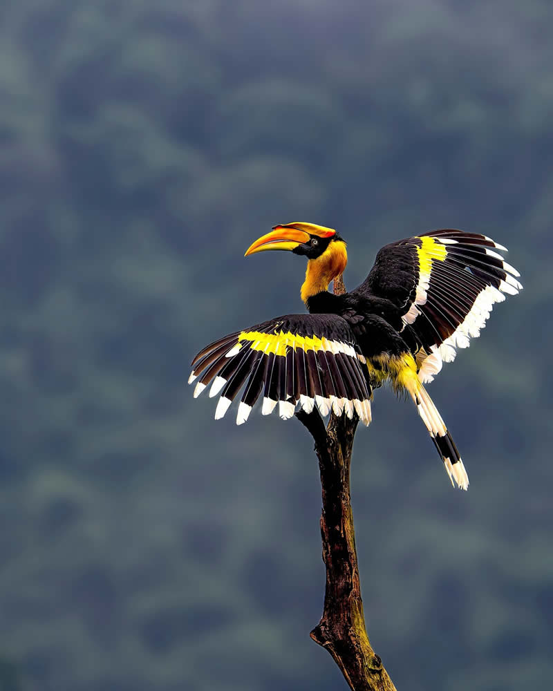 Indian Bird Photography by Subhash Saraff