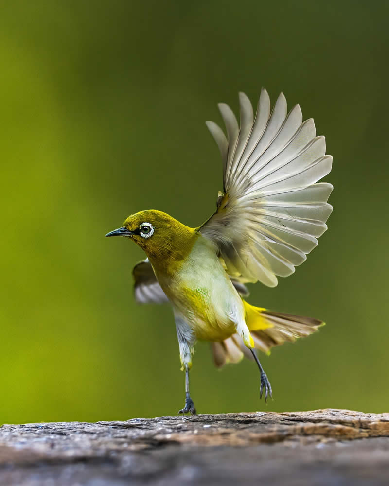 Indian Bird Photography by Subhash Saraff