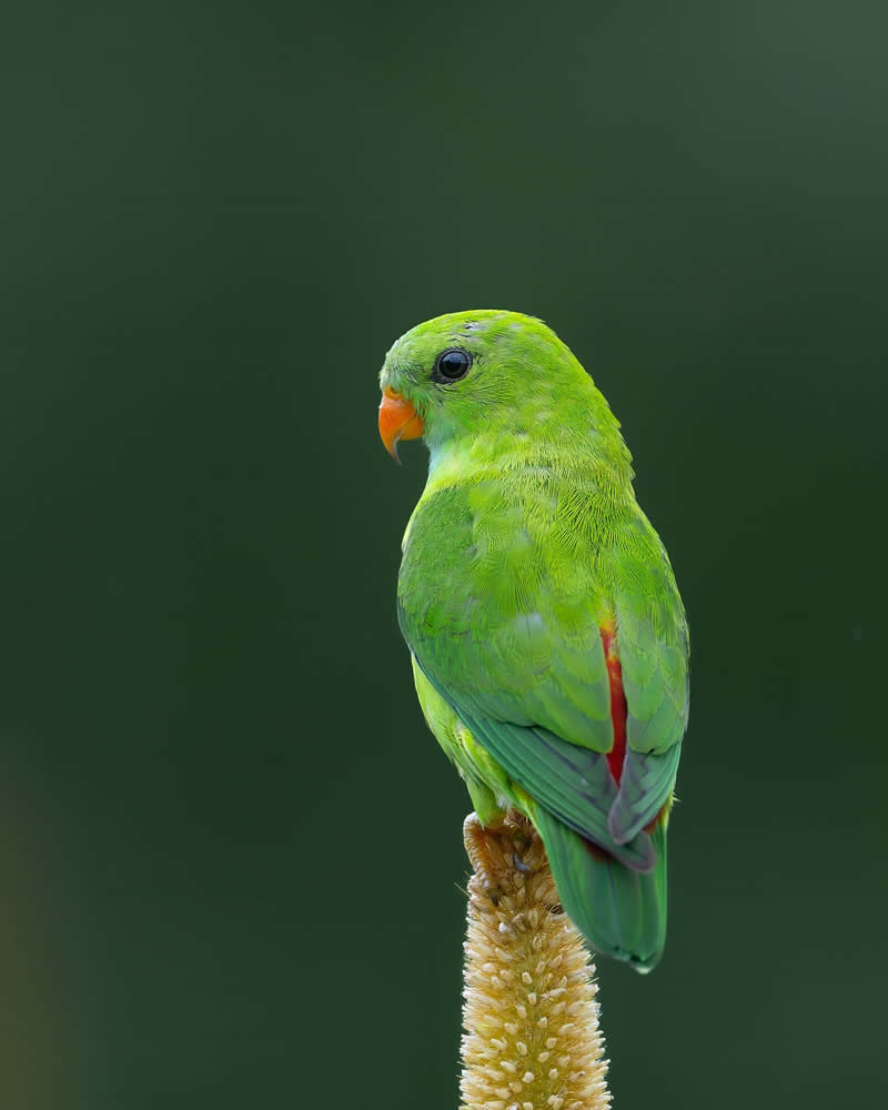 Indian Bird Photography by Subhash Saraff