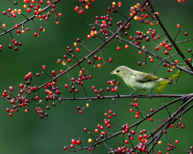 Indian Bird Photography by Subhash Saraff