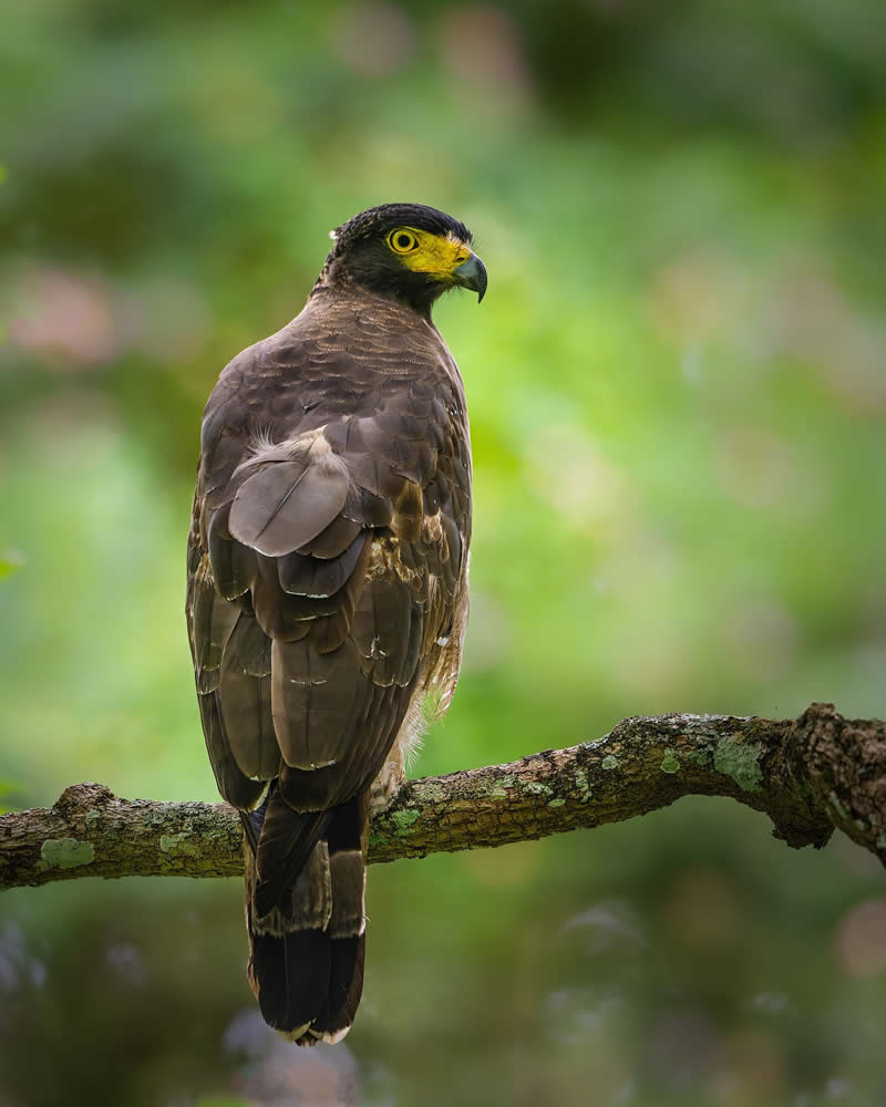 Indian Bird Photography by Subhash Saraff