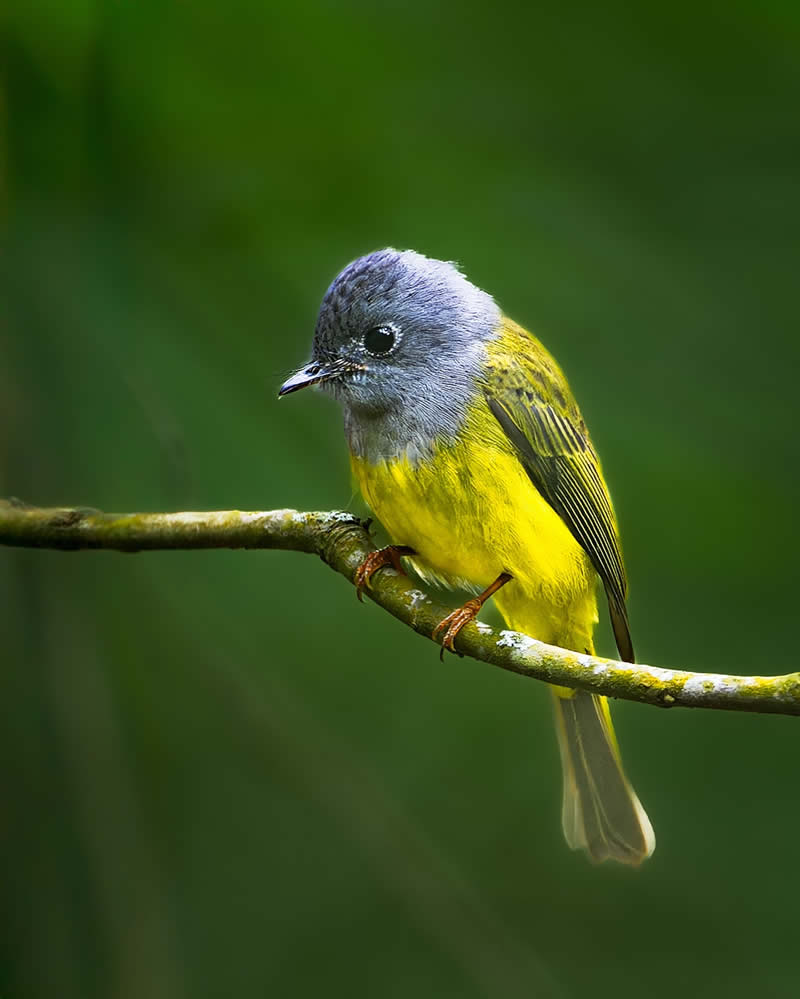 Indian Bird Photography by Subhash Saraff