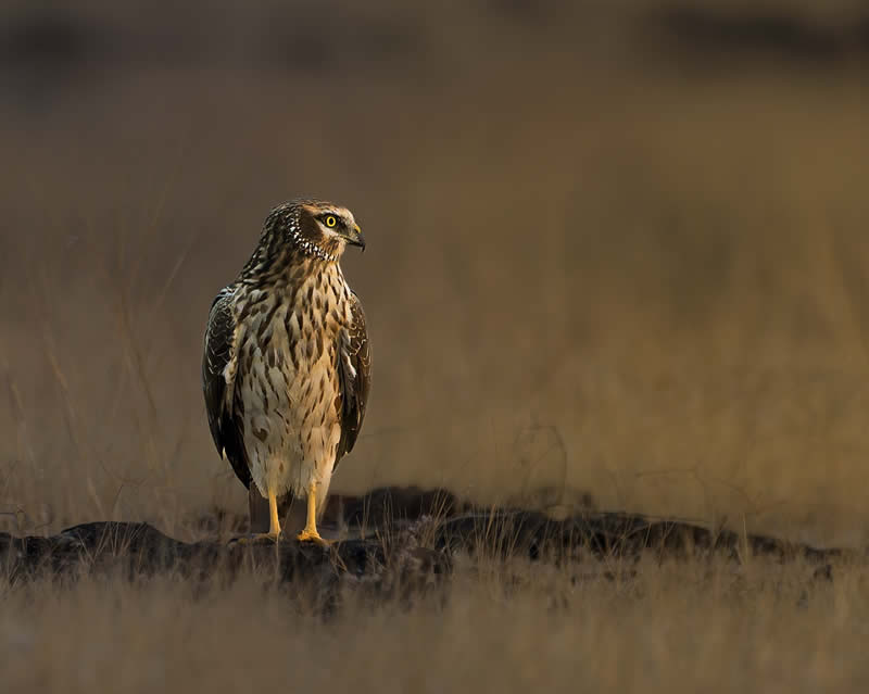 Indian Bird Photography by Subhash Saraff