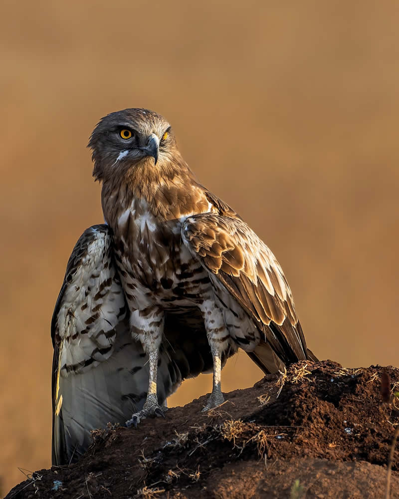 Indian Bird Photography by Subhash Saraff