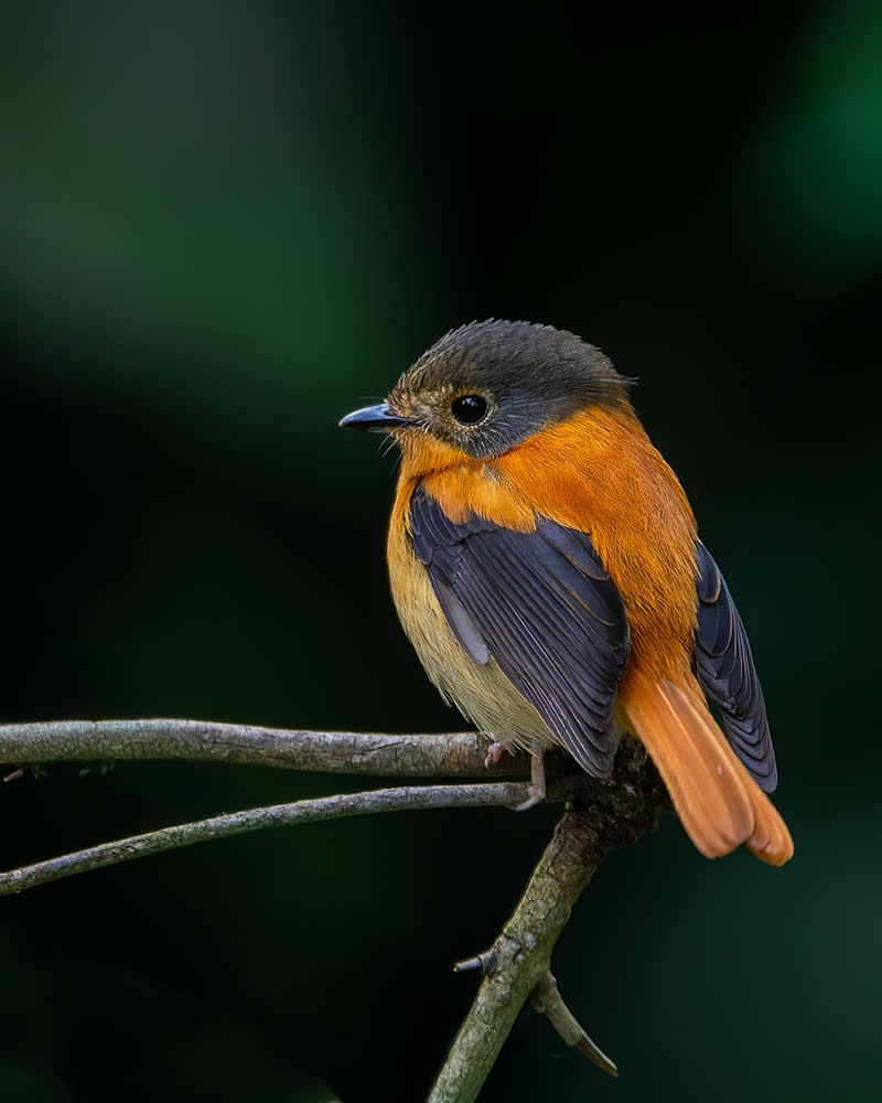 Indian Bird Photography by Subhash Saraff